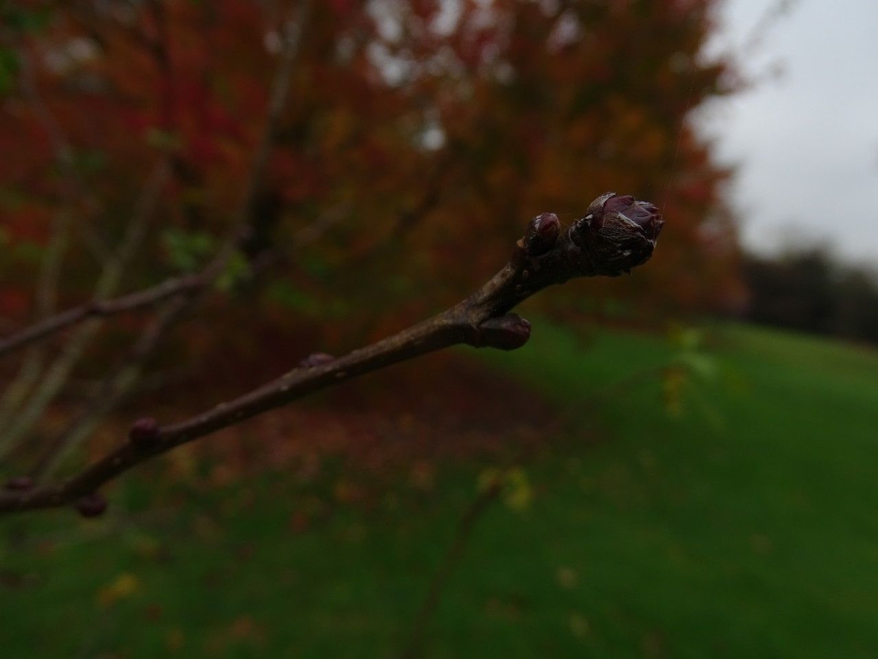 Crataegus chungtienensis bark