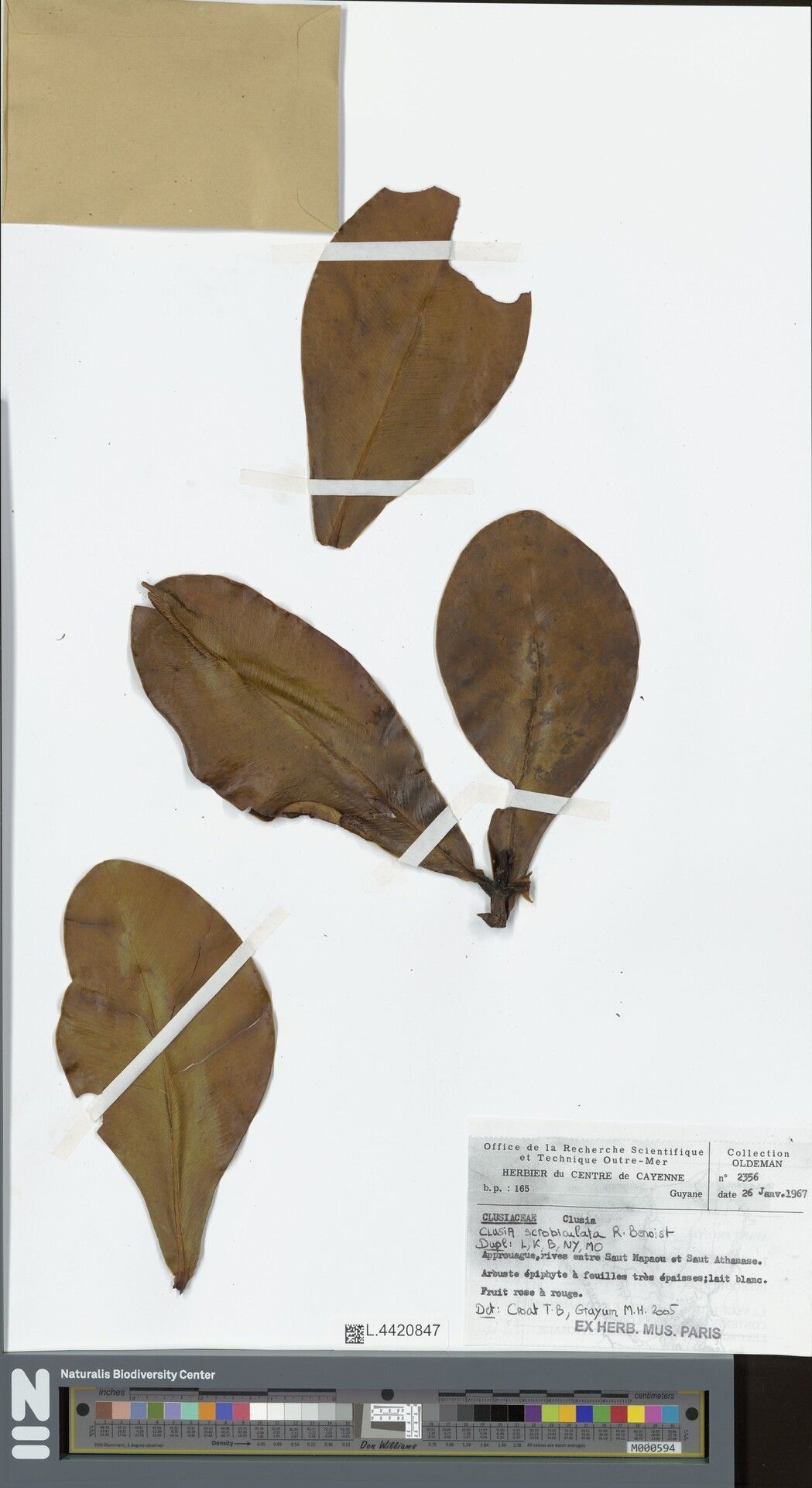 Clusia scrobiculata — search result for 'Clusia'