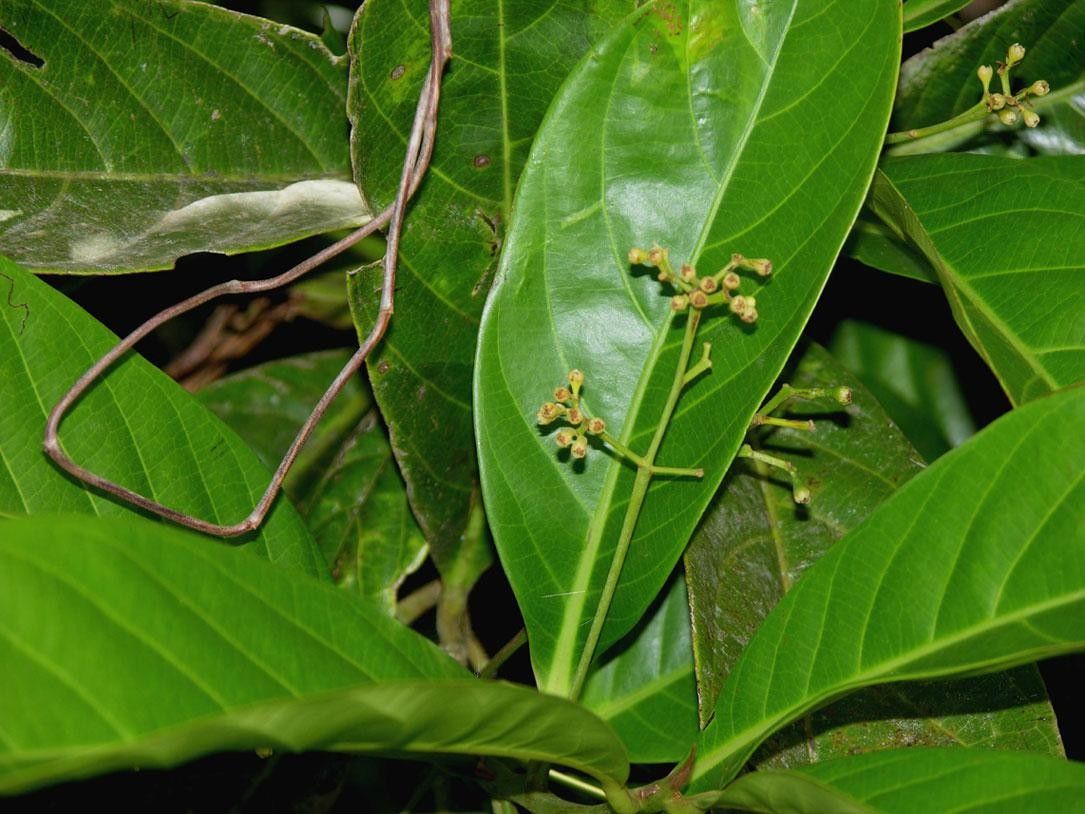 Ocotea pentagona other