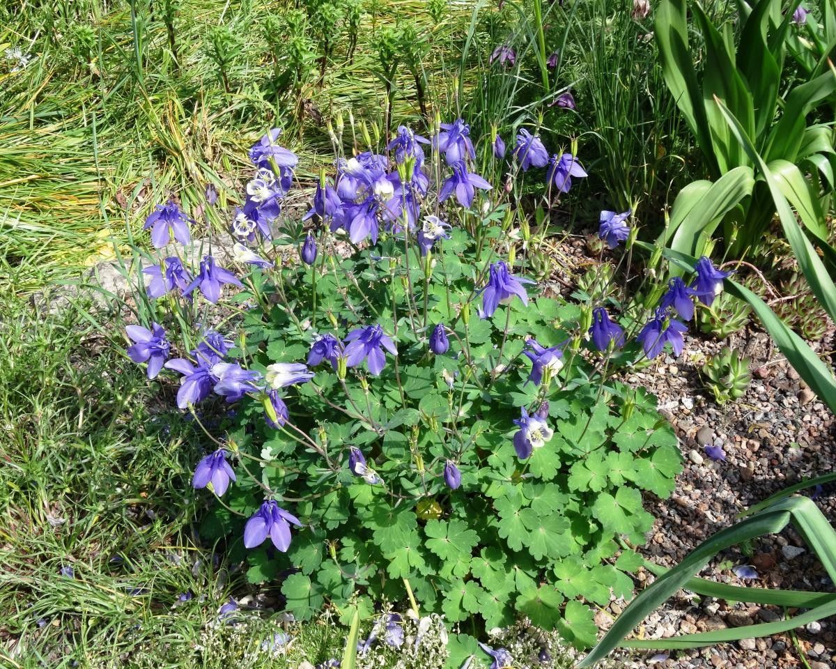 Aquilegia sibirica — search result for 'Aquilegia'