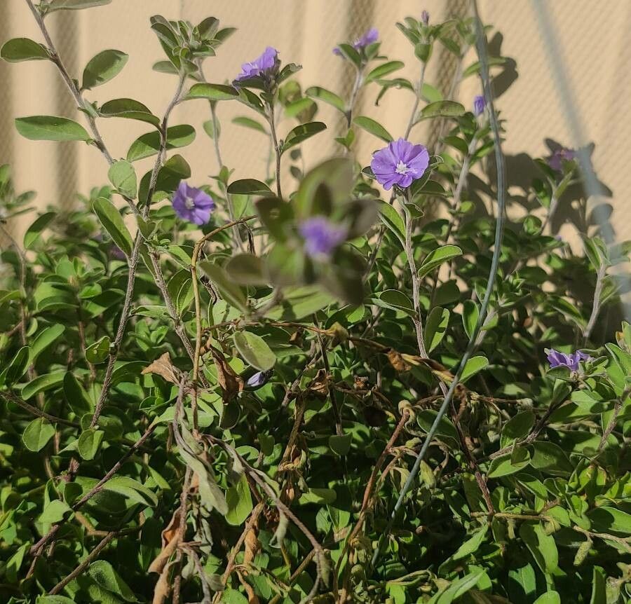 Evolvulus alsinoides leaf