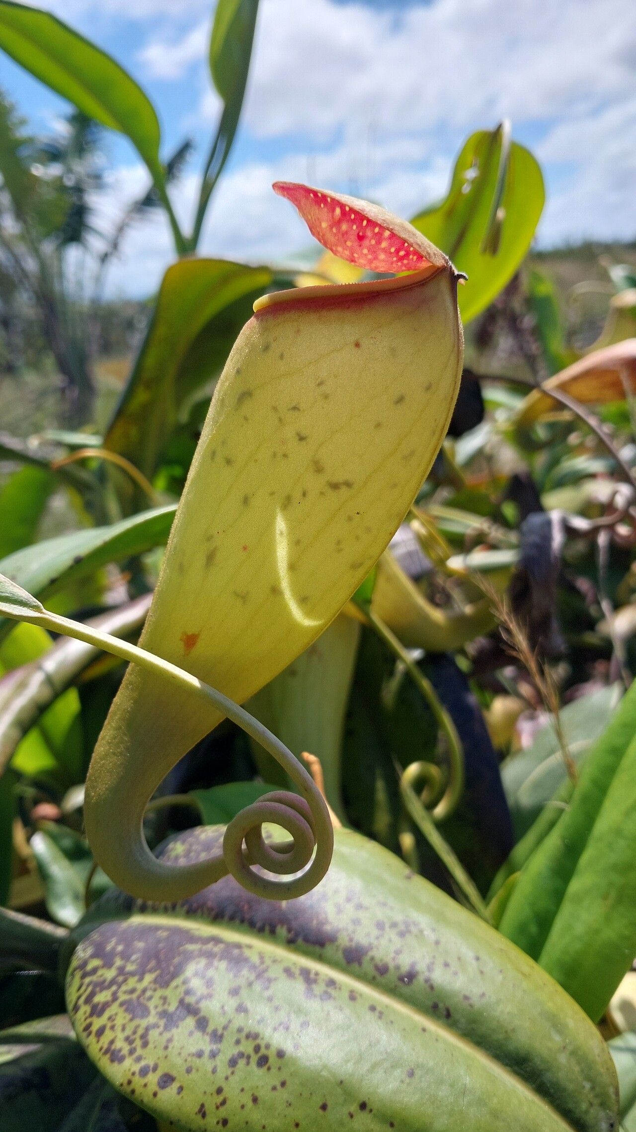 Nepenthes madagascariensis flower