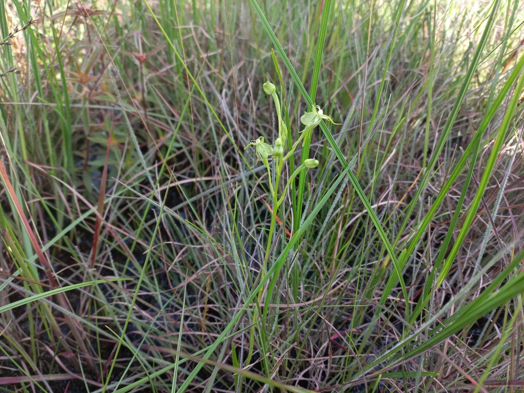 Habenaria weberiana flower