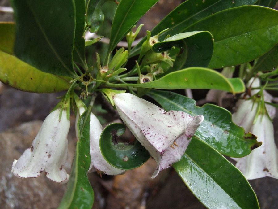 Thiollierea dagostinii habit