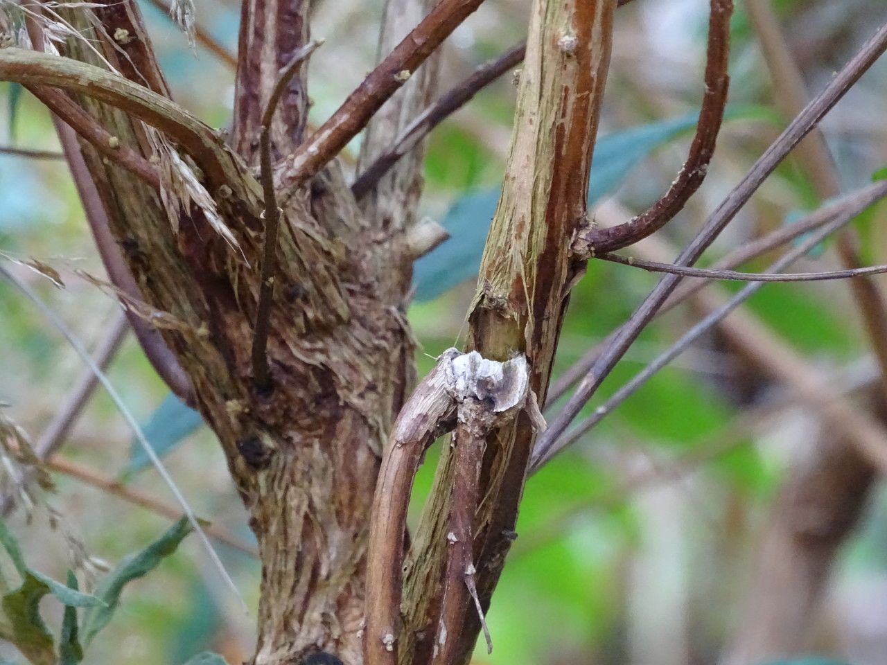 Buddleja lindleyana bark