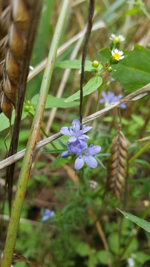 Gilia achilleifolia flower