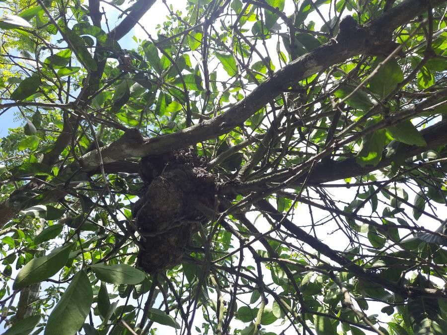 Dendrophthoe glabrescens bark