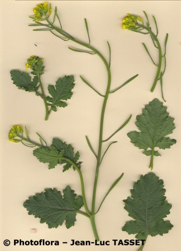 Sinapis flexuosa habit