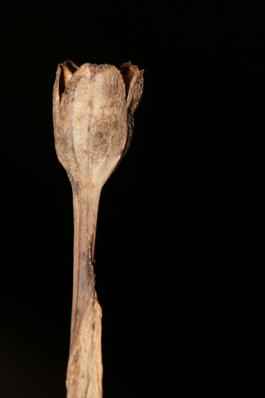 Narcissus elegans fruit