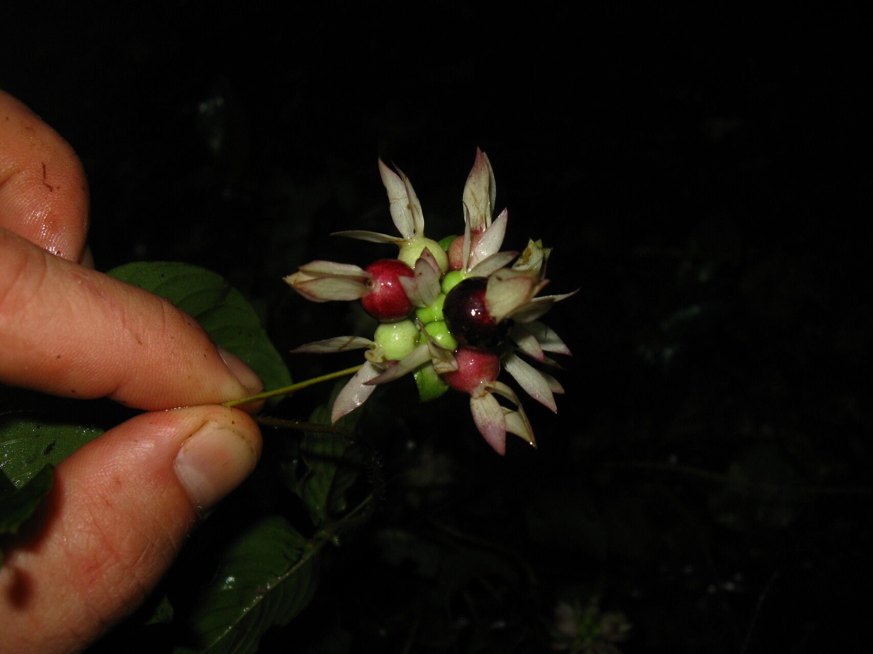 Sabicea calycina fruit