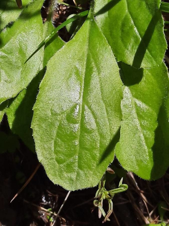 Bellidiastrum michelii — search result for 'Greece'