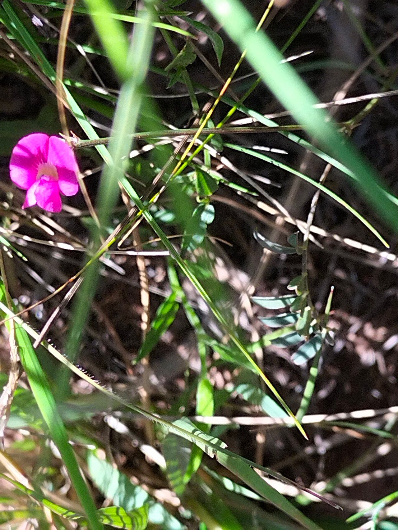 Tephrosia capensis bark