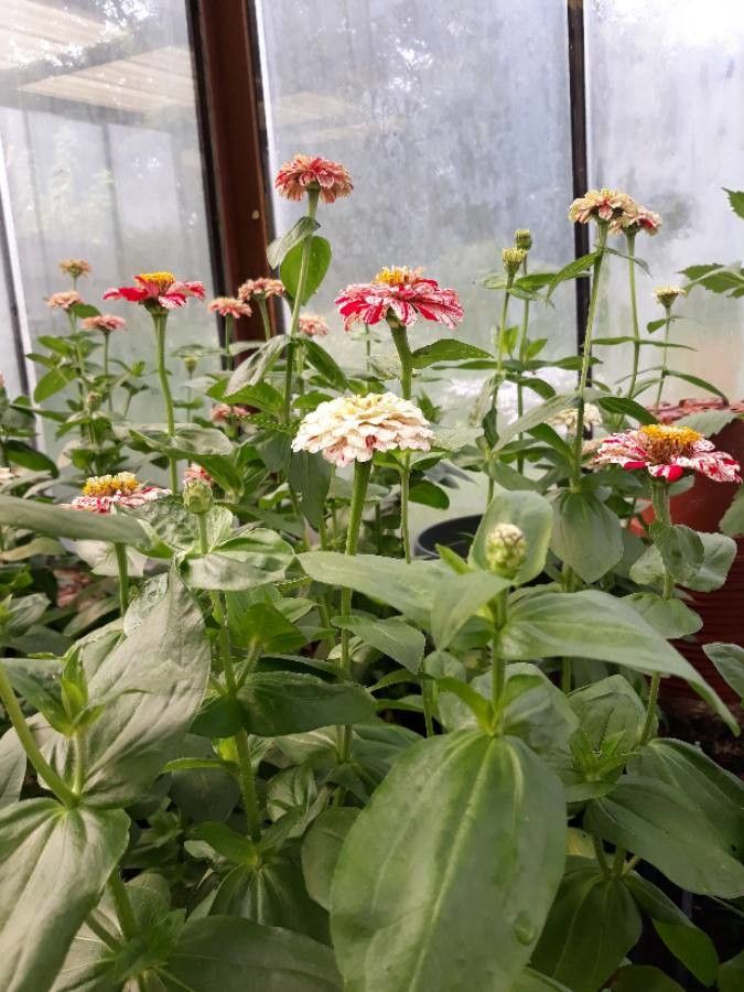 Zinnia haageana fruit