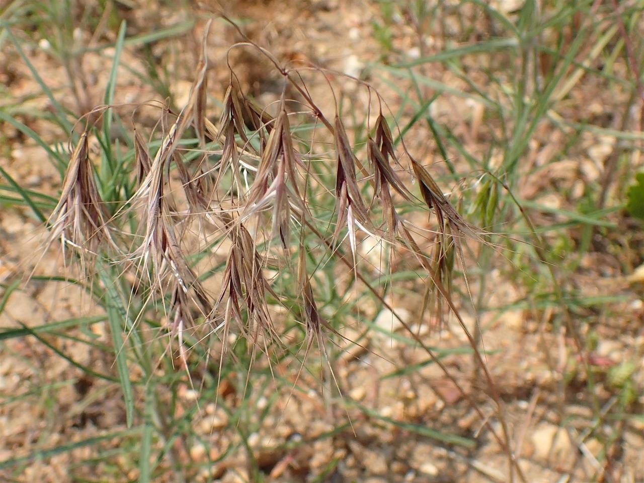 Bromus tectorum fruit