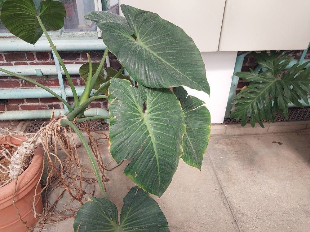 Philodendron devansayeanum — houseplant care guide