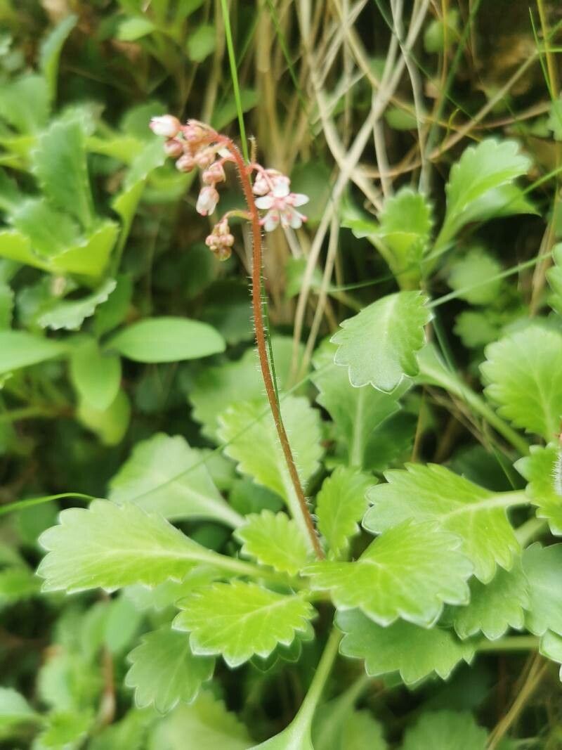 Saxifraga spathularis flower