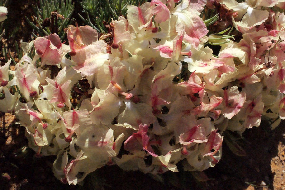 Lechenaultia macrantha flower