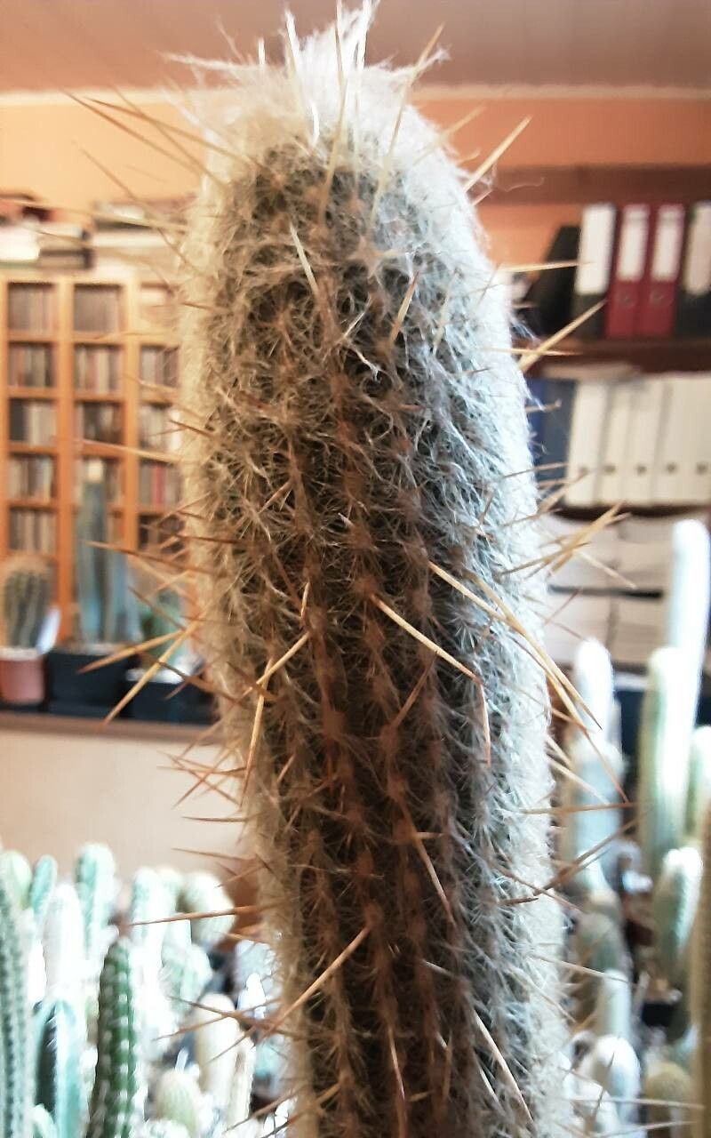 Espostoa ritteri habit