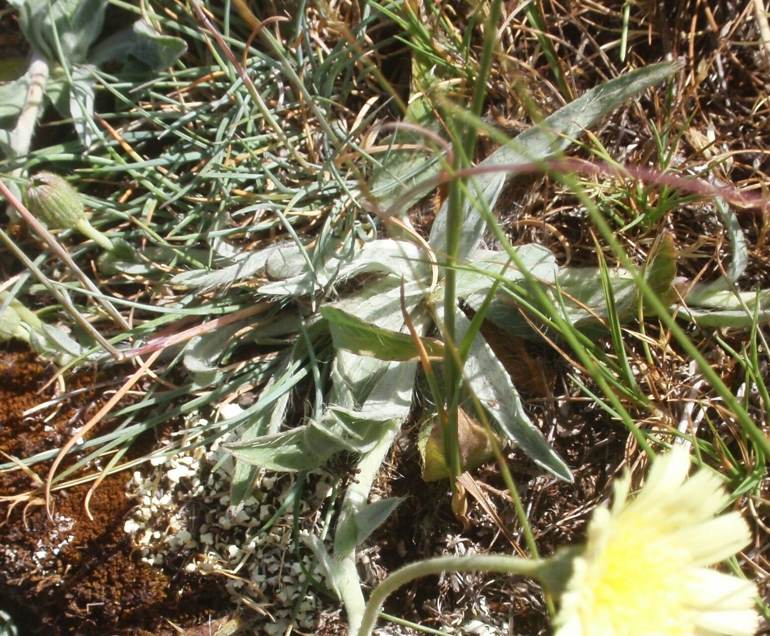 Pilosella peleteriana leaf