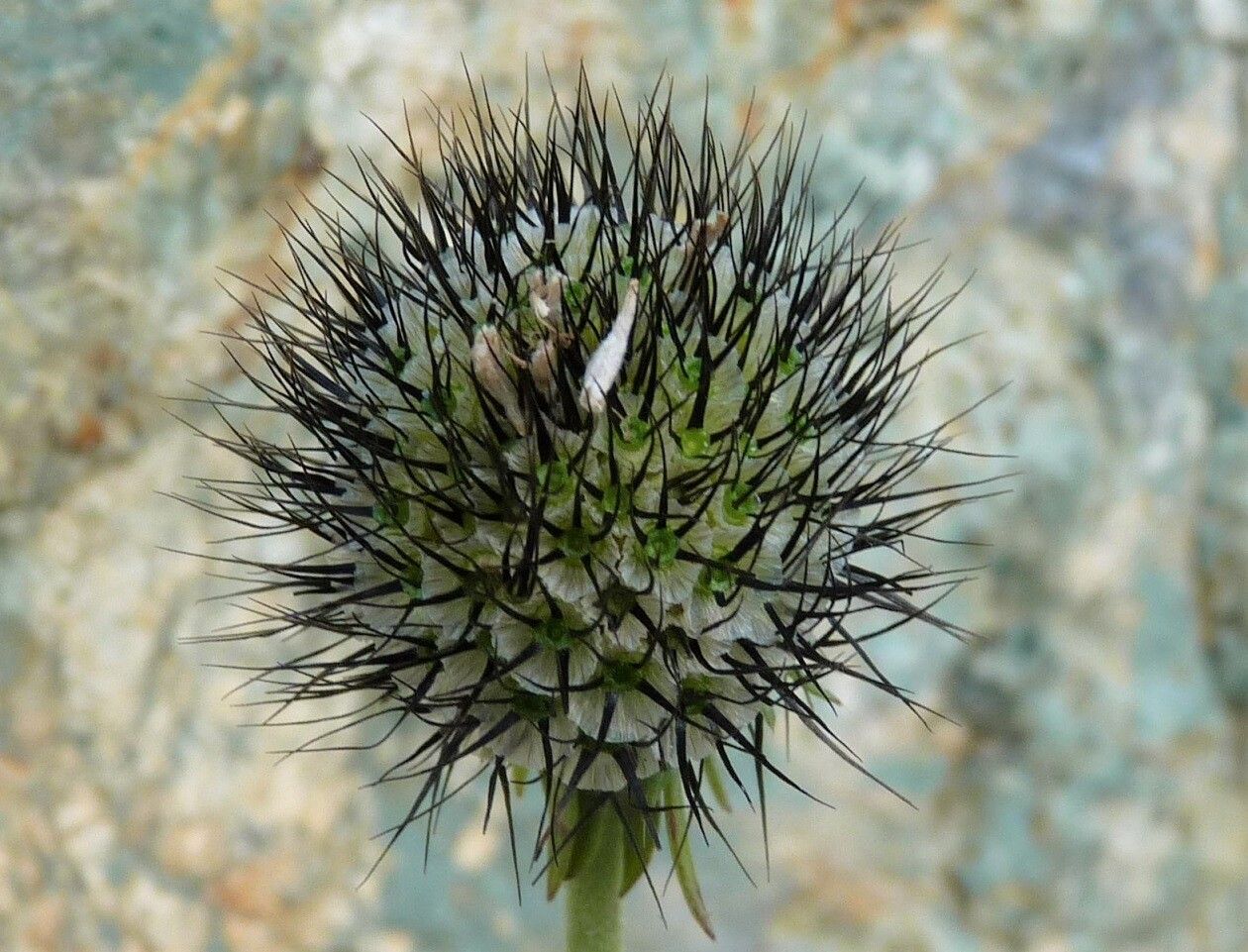 Scabiosa lucida fruit