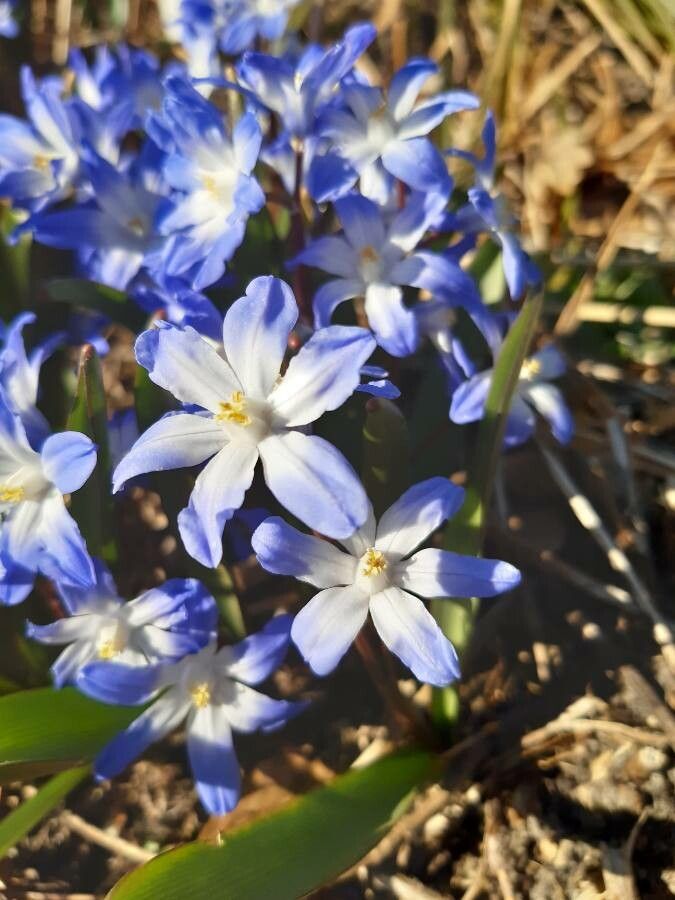 Scilla forbesii flower