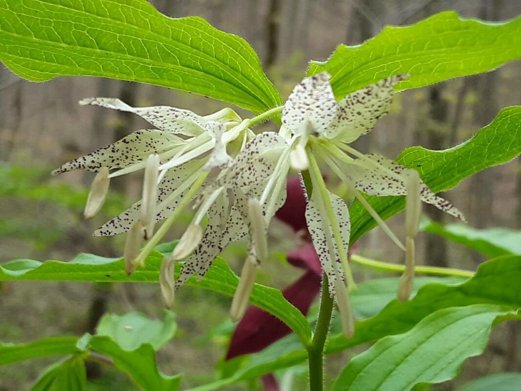 Prosartes maculata flower