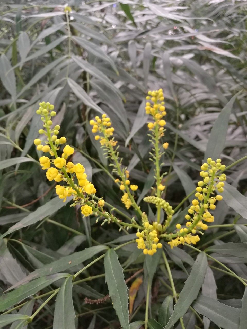 Mahonia fortunei flower