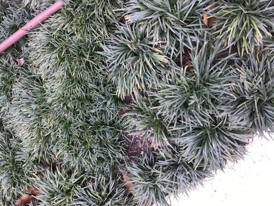 Ophiopogon japonicus leaf