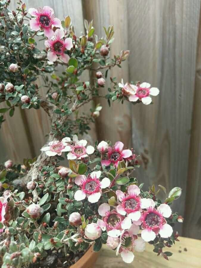 Leptospermum rotundifolium flower