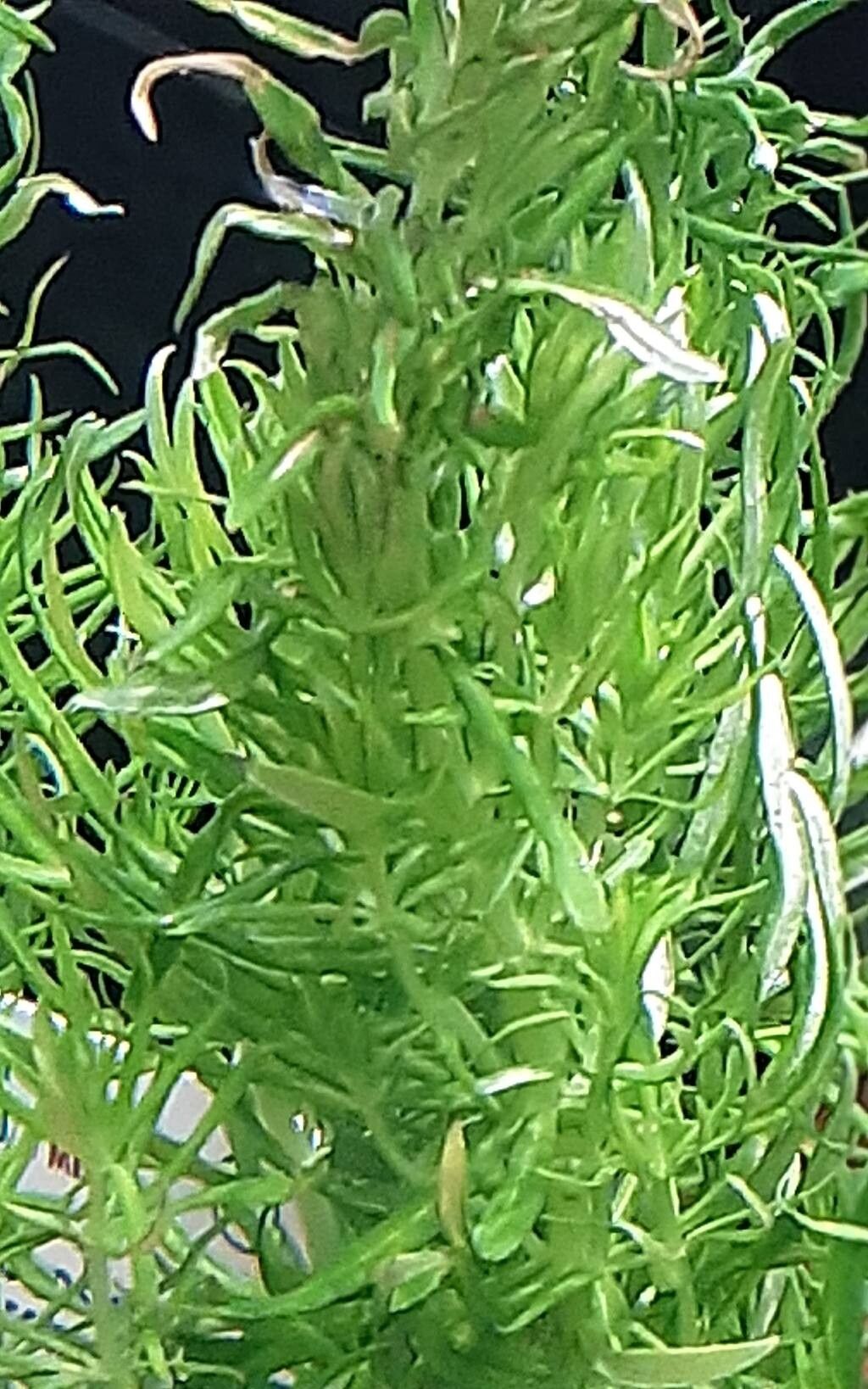 Pogostemon deccanensis — houseplant care guide