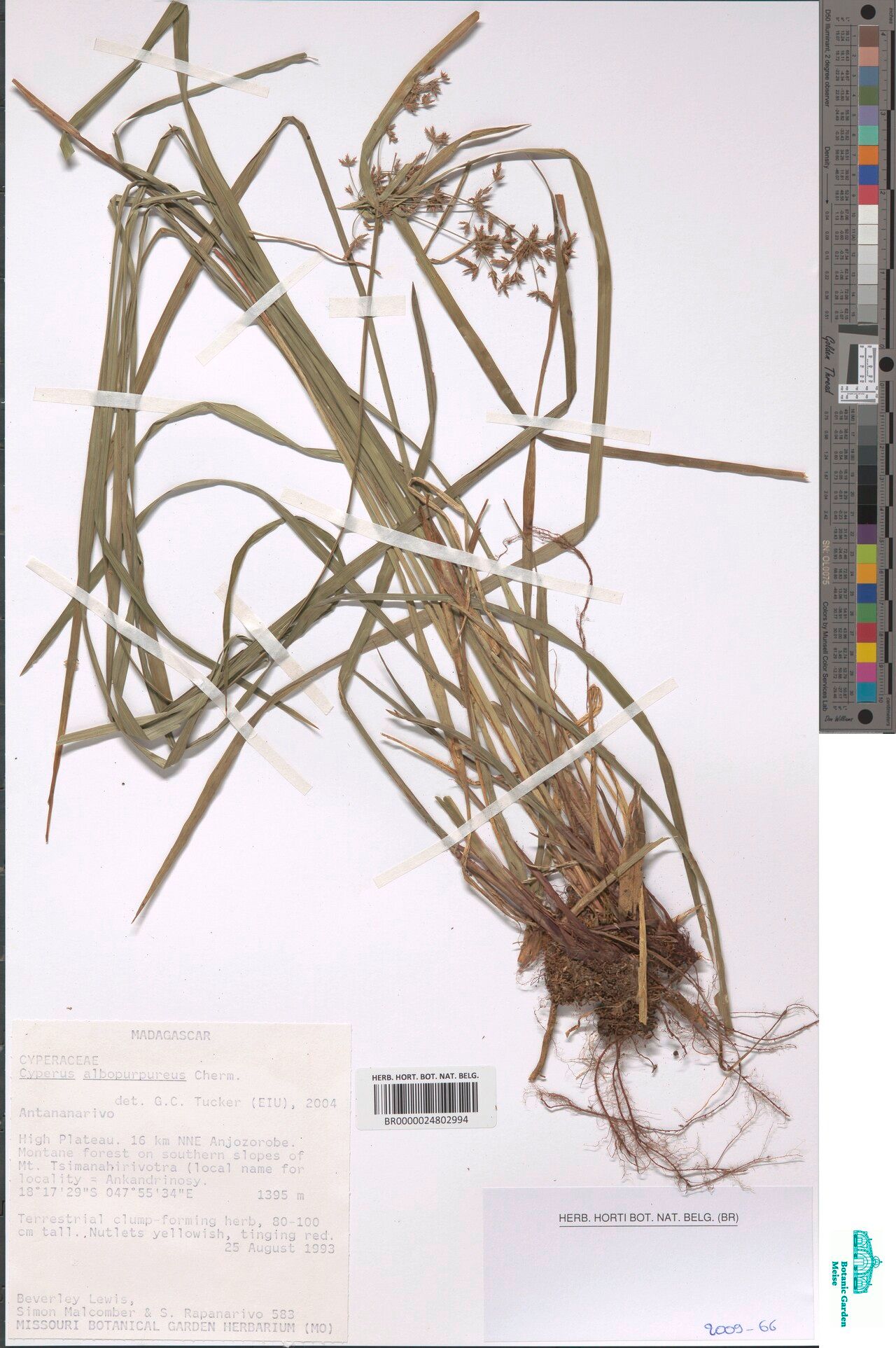 Cyperus albopurpureus — houseplant care guide