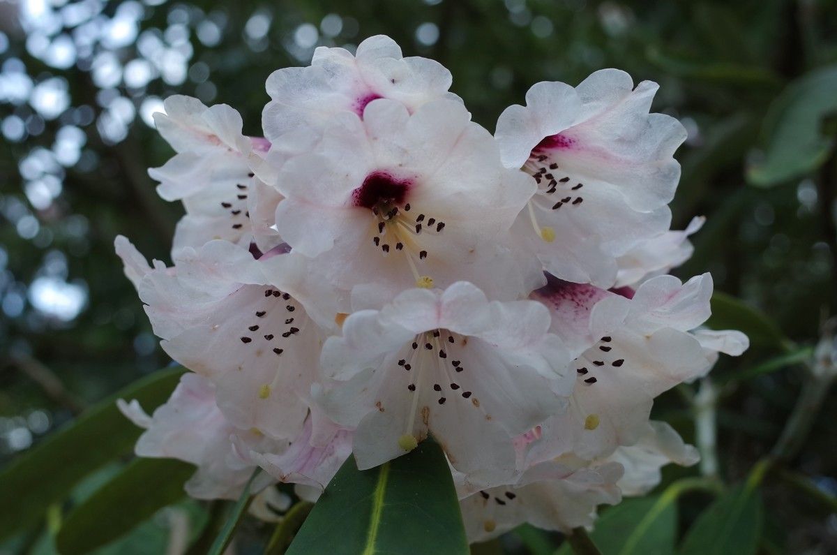 Rhododendron coriaceum flower