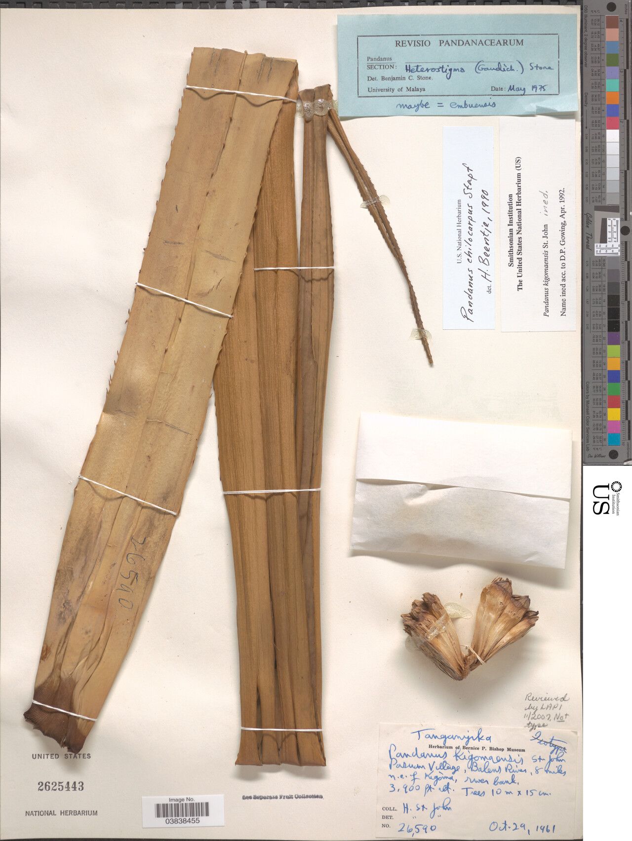 Pandanus chiliocarpus — houseplant care guide