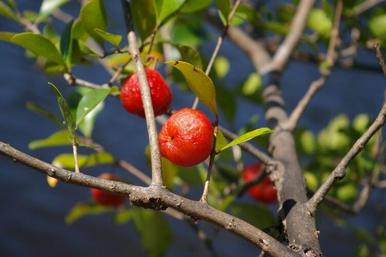 Eugenia inundata — houseplant care guide