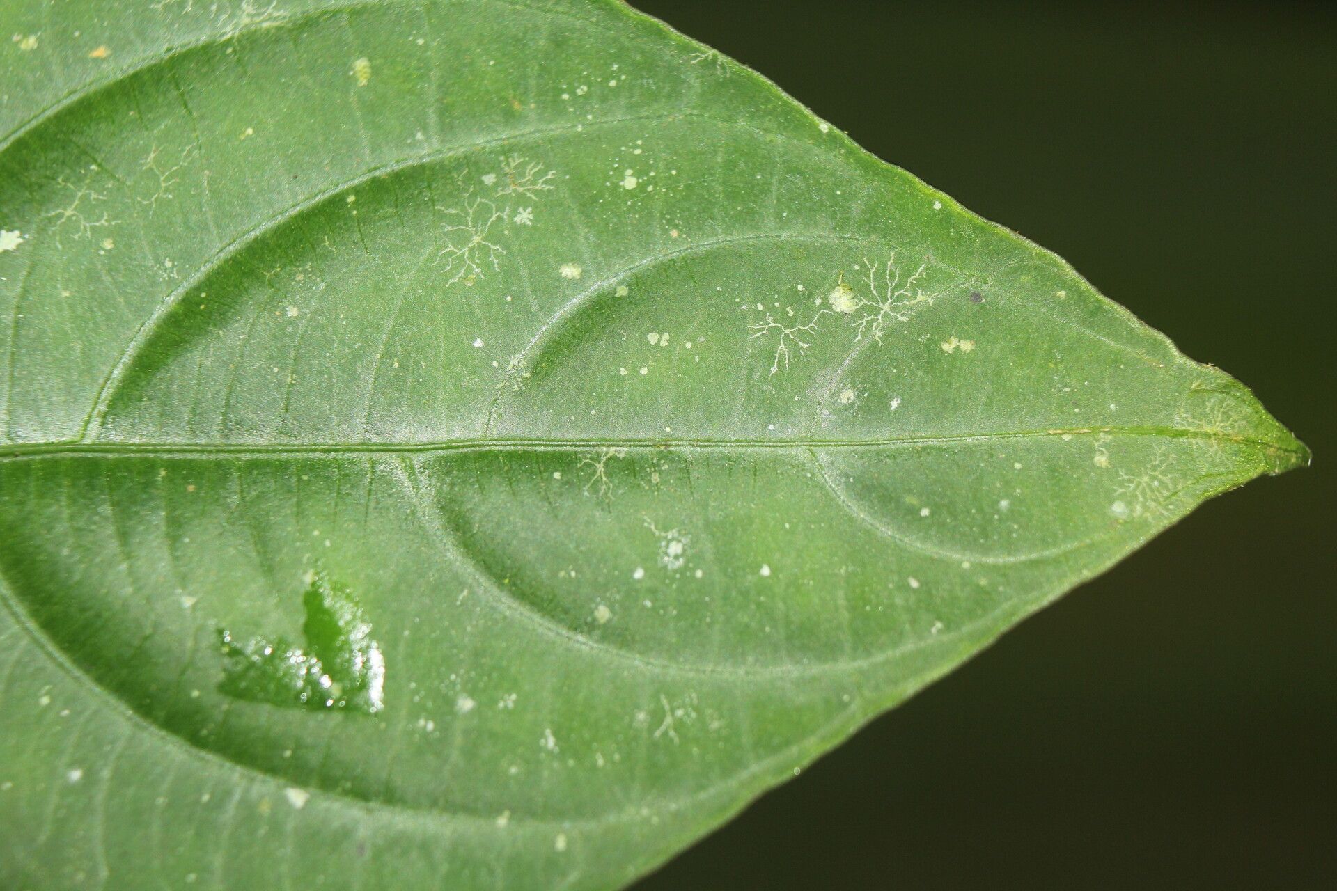 Psychotria microbotrys leaf