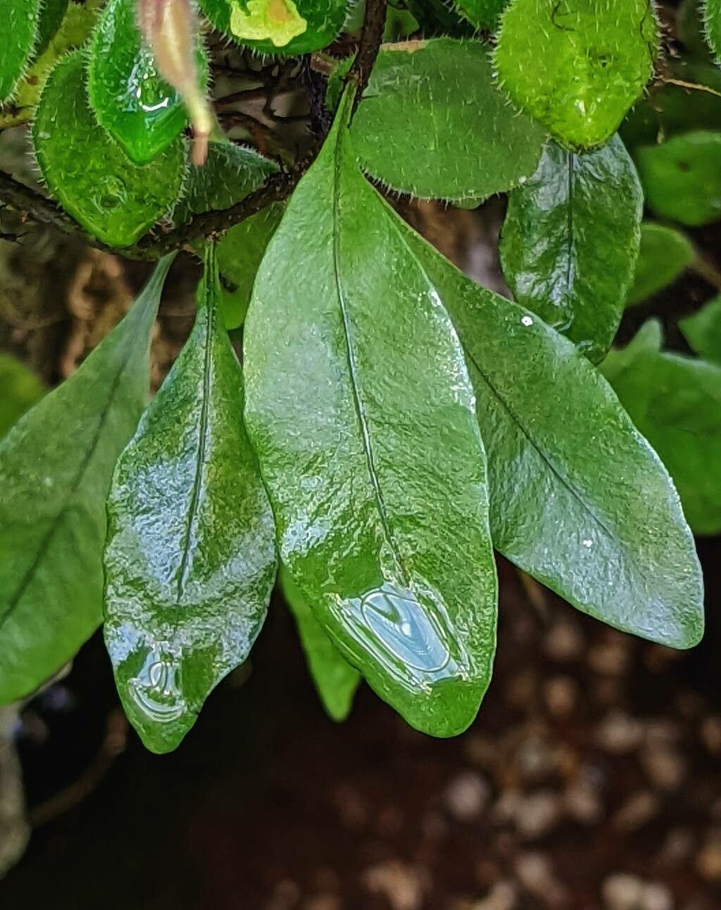 Microgramma lycopodioides leaf