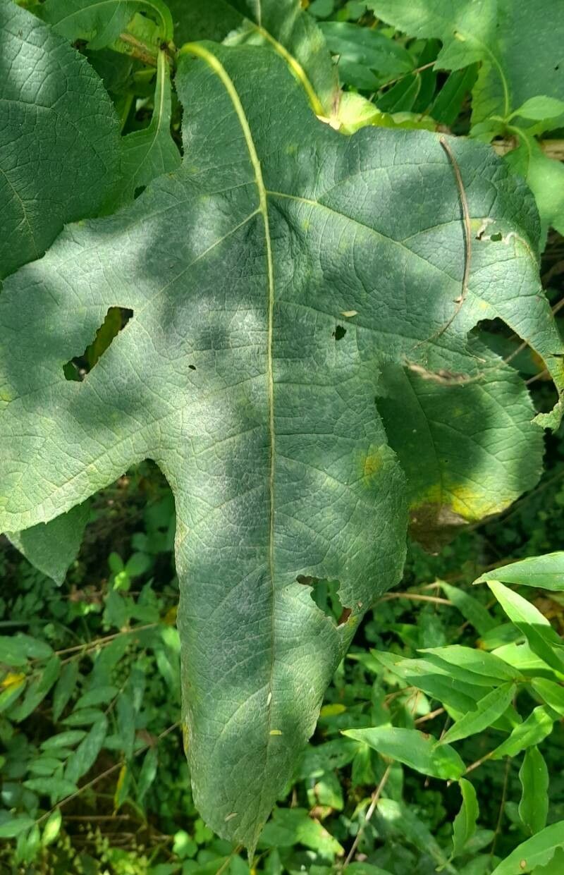 Verbesina macrophylla leaf