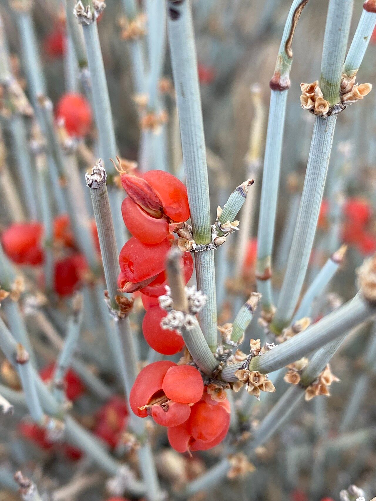 Ephedra intermedia flower