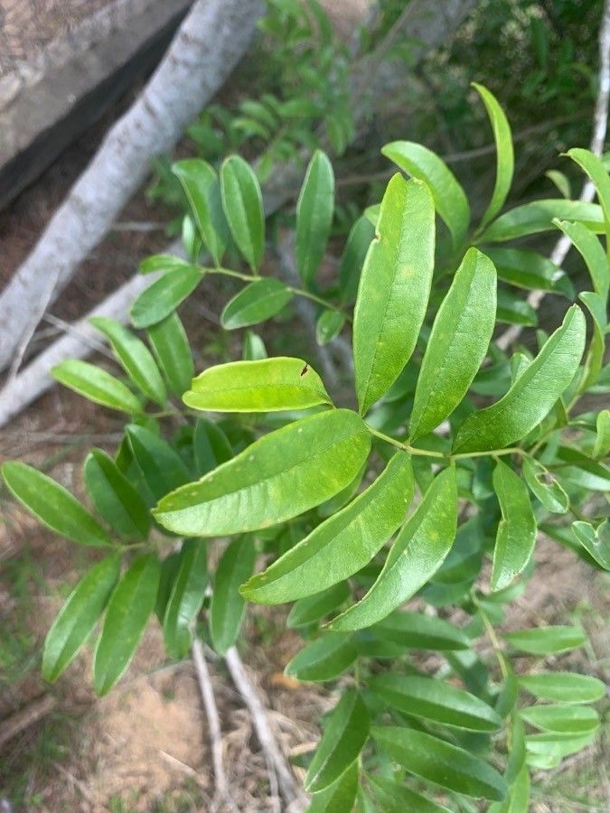 Callerya reticulata — houseplant care guide