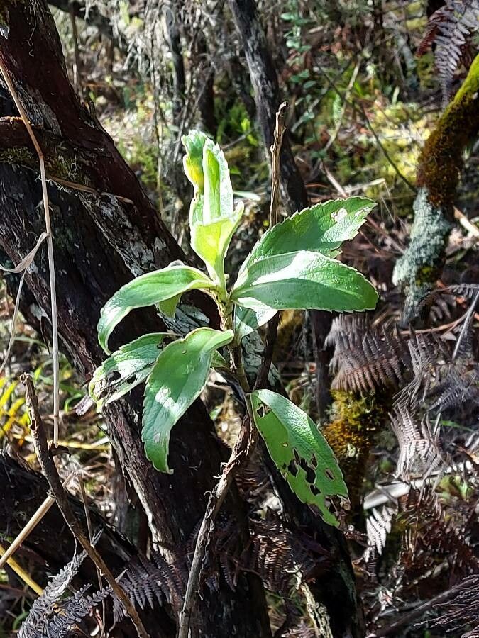 Psiadia melastomatoides — houseplant care guide