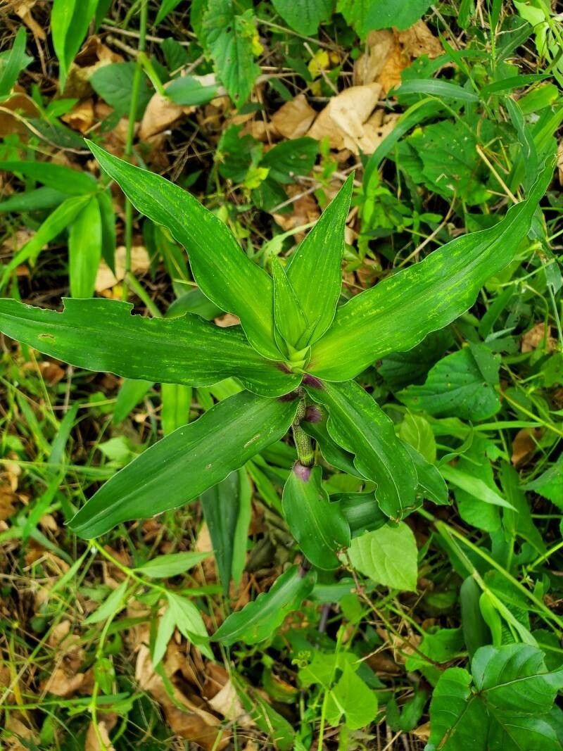 Callisia serrulata — houseplant care guide