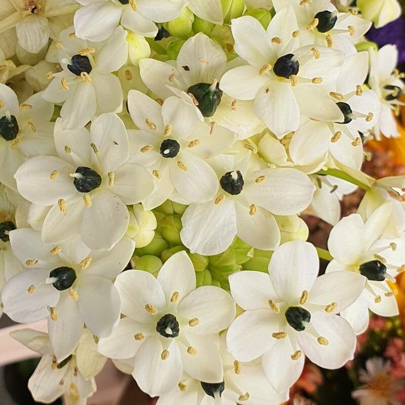 Ornithogalum saundersiae flower