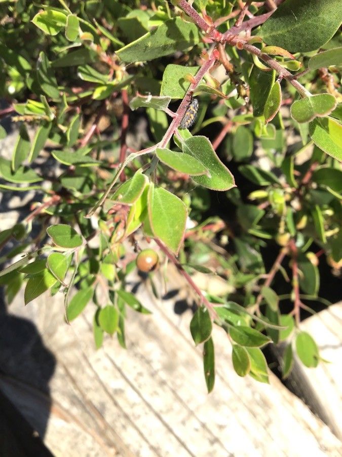 Arctostaphylos stanfordiana leaf