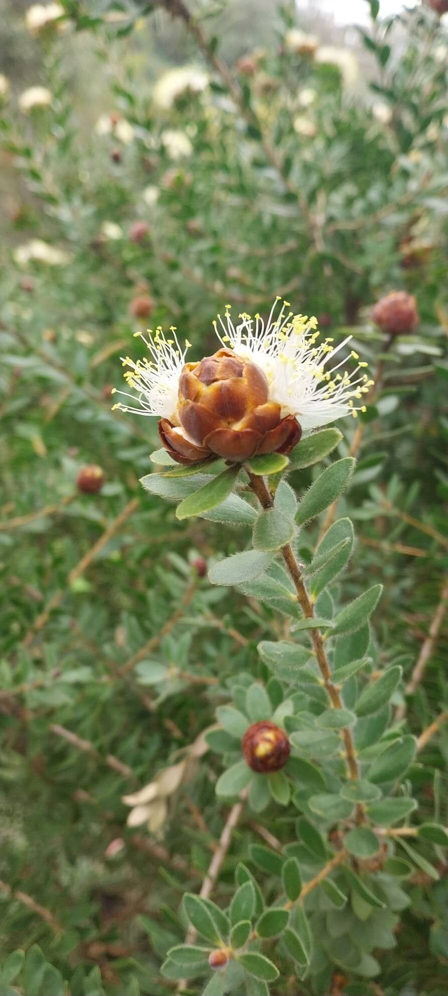 Melaleuca megacephala — houseplant care guide