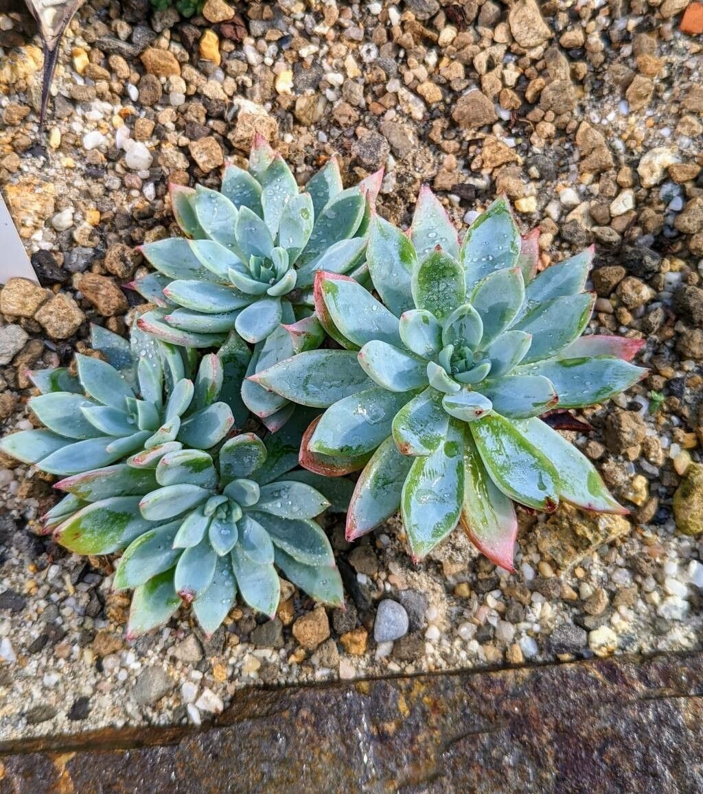 Echeveria subalpina habit