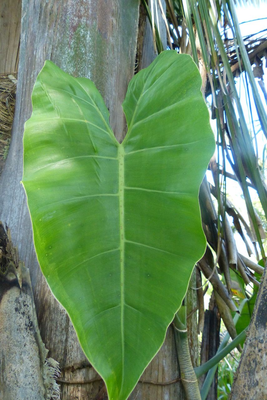 Philodendron gigas leaf