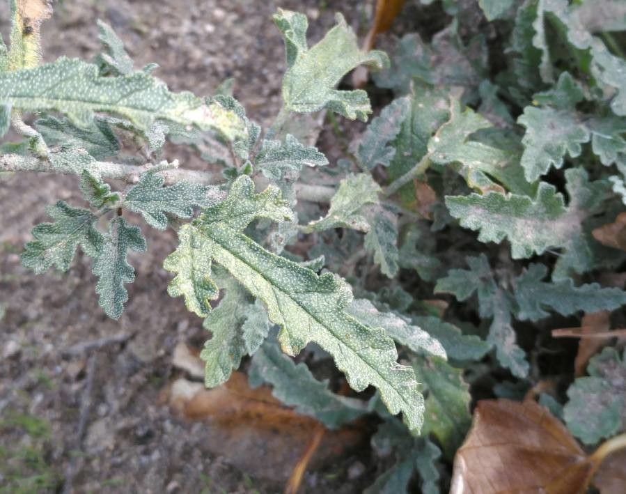 Sphaeralcea incana — houseplant care guide