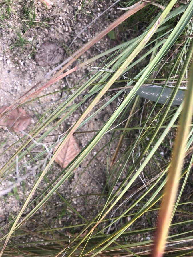 Nolina lindheimeriana leaf