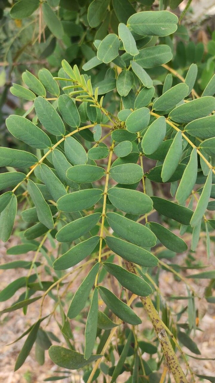 Senna candolleana — search result for 'Senna'