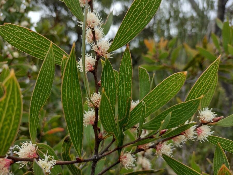 Hakea dactyloides — related species from the same genus